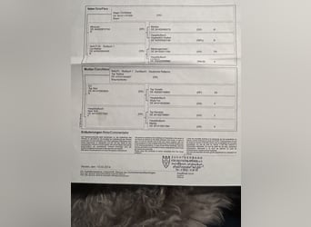 Niemiecki kuc wierzchowy, Klacz, 12 lat, 147 cm