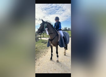 Niemiecki kuc wierzchowy, Klacz, 12 lat, 147 cm