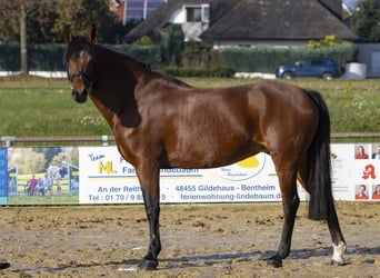 Niemiecki kuc wierzchowy, Klacz, 12 lat, 149 cm, Gniada