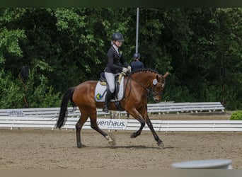 Niemiecki kuc wierzchowy, Klacz, 12 lat, 149 cm, Gniada