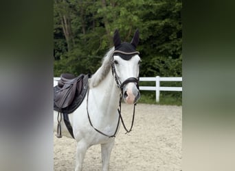 Niemiecki kuc wierzchowy Mix, Klacz, 12 lat, 150 cm, Siwa