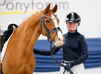 Niemiecki kuc wierzchowy, Klacz, 13 lat, 146 cm, Kasztanowata