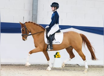 Niemiecki kuc wierzchowy, Klacz, 13 lat, 146 cm, Kasztanowata