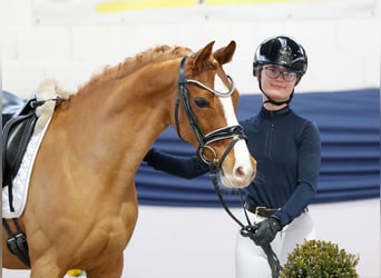 Niemiecki kuc wierzchowy, Klacz, 13 lat, 146 cm, Kasztanowata