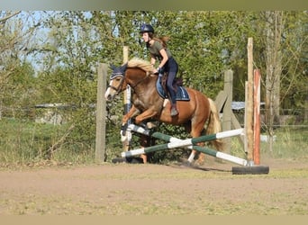 Niemiecki kuc wierzchowy Mix, Klacz, 13 lat, 147 cm, Kasztanowata