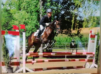 Niemiecki kuc wierzchowy, Klacz, 13 lat, 148 cm, Ciemnogniada