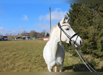 Niemiecki kuc wierzchowy, Klacz, 13 lat, 148 cm, Siwa