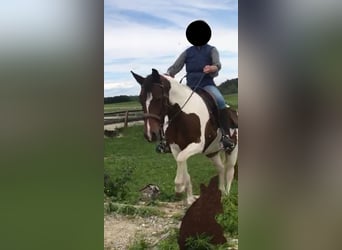 Niemiecki kuc wierzchowy, Klacz, 13 lat, 148 cm, Srokata