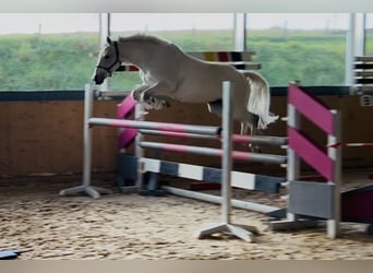 Niemiecki kuc wierzchowy, Klacz, 15 lat, 140 cm, Siwa