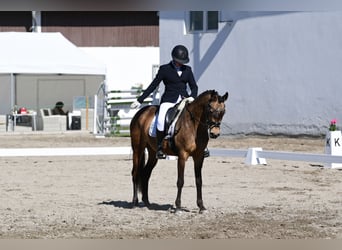 Niemiecki kuc wierzchowy, Klacz, 15 lat, 145 cm, Bułana