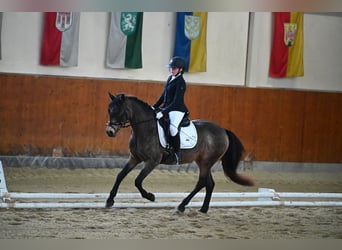 Niemiecki kuc wierzchowy, Klacz, 15 lat, 145 cm, Bułana
