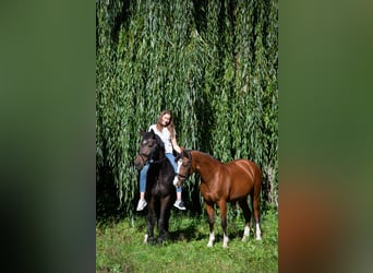 Niemiecki kuc wierzchowy, Klacz, 15 lat, 145 cm, Gniada