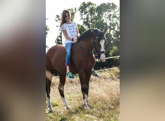 Niemiecki kuc wierzchowy, Klacz, 15 lat, 145 cm, Gniada