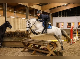 Niemiecki kuc wierzchowy, Klacz, 15 lat, 145 cm, Siwa jabłkowita