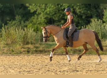 Niemiecki kuc wierzchowy, Klacz, 15 lat, 147 cm, Bułana