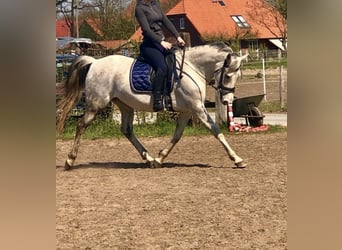 Niemiecki kuc wierzchowy, Klacz, 15 lat, 148 cm, Siwa