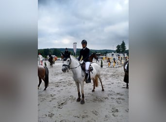 Niemiecki kuc wierzchowy, Klacz, 16 lat, 138 cm, Siwa