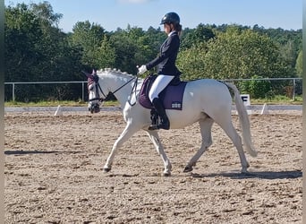 Niemiecki kuc wierzchowy, Klacz, 16 lat, 138 cm, Siwa