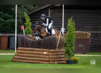 Niemiecki kuc wierzchowy, Klacz, 16 lat, 145 cm, Gniada