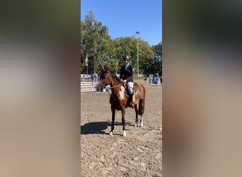 Niemiecki kuc wierzchowy, Klacz, 16 lat, 148 cm, Gniada
