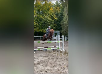 Niemiecki kuc wierzchowy, Klacz, 16 lat, 148 cm, Kasztanowata