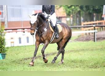 Niemiecki kuc wierzchowy, Klacz, 16 lat, 156 cm, Ciemnogniada