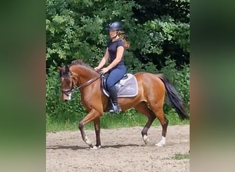 Niemiecki kuc wierzchowy, Klacz, 17 lat, 138 cm, Gniada