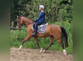 Niemiecki kuc wierzchowy, Klacz, 17 lat, 138 cm, Gniada
