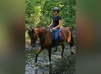 Niemiecki kuc wierzchowy, Klacz, 17 lat, 138 cm, Gniada