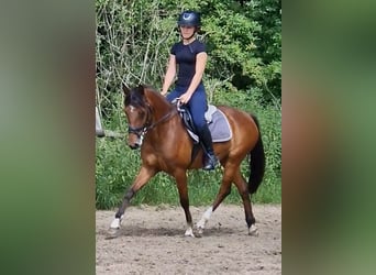 Niemiecki kuc wierzchowy, Klacz, 17 lat, 138 cm, Gniada