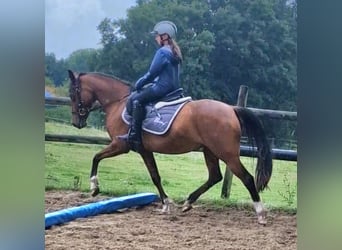 Niemiecki kuc wierzchowy, Klacz, 17 lat, 138 cm, Gniada