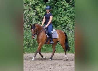 Niemiecki kuc wierzchowy, Klacz, 17 lat, 138 cm, Gniada
