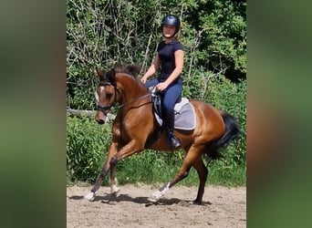 Niemiecki kuc wierzchowy, Klacz, 17 lat, 138 cm, Gniada