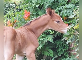 Niemiecki kuc wierzchowy, Klacz, 17 lat, 142 cm, Jelenia