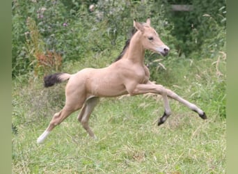 Niemiecki kuc wierzchowy, Klacz, 17 lat, 142 cm, Jelenia