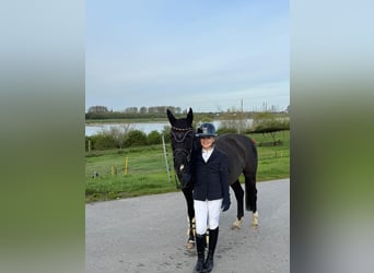 Niemiecki kuc wierzchowy, Klacz, 17 lat, 144 cm, Kara