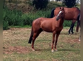 Niemiecki kuc wierzchowy, Klacz, 17 lat, 148 cm, Ciemnokasztanowata