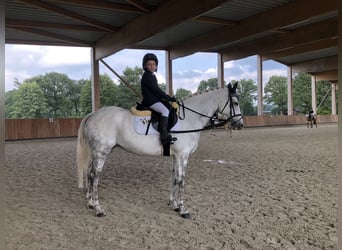 Niemiecki kuc wierzchowy, Klacz, 17 lat, 148 cm, Siwa