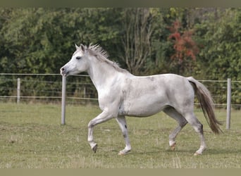 Niemiecki kuc wierzchowy, Klacz, 18 lat, 146 cm, Siwa