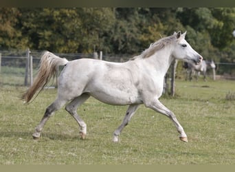 Niemiecki kuc wierzchowy, Klacz, 18 lat, 146 cm, Siwa