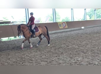 Niemiecki kuc wierzchowy, Klacz, 18 lat, 148 cm, Kasztanowata