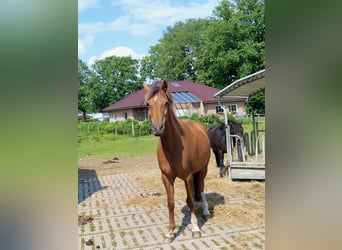 Niemiecki kuc wierzchowy, Klacz, 18 lat, 148 cm, Kasztanowata