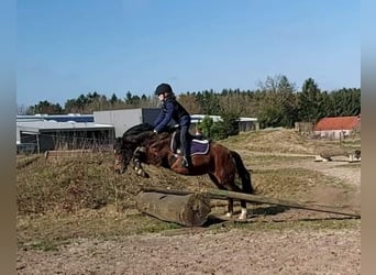 Niemiecki kuc wierzchowy, Klacz, 19 lat, 137 cm, Gniada