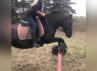 Niemiecki kuc wierzchowy, Klacz, 19 lat, 138 cm, Kara