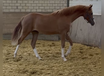 Niemiecki kuc wierzchowy, Klacz, 1 Rok, 140 cm, Kasztanowata