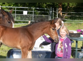 Niemiecki kuc wierzchowy, Klacz, 1 Rok, 145 cm, Gniada