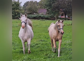 Niemiecki kuc wierzchowy, Klacz, 1 Rok, 148 cm, Izabelowata