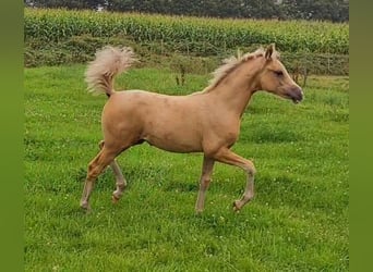 Niemiecki kuc wierzchowy, Klacz, 1 Rok, 148 cm, Izabelowata