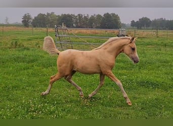 Niemiecki kuc wierzchowy, Klacz, 1 Rok, 148 cm, Izabelowata