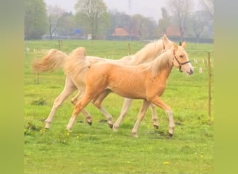 Niemiecki kuc wierzchowy, Klacz, 1 Rok, 148 cm, Izabelowata